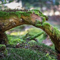 Closeup shot of moss formations on a piece of wood