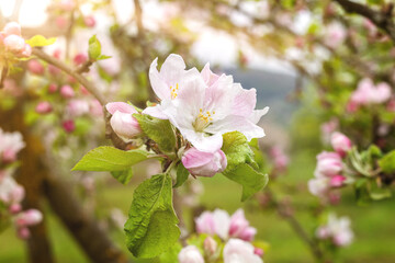 Closeup of a blooming apple tree in the garden on a sunny day