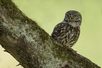 Owl perched on a tree branch on blurred background
