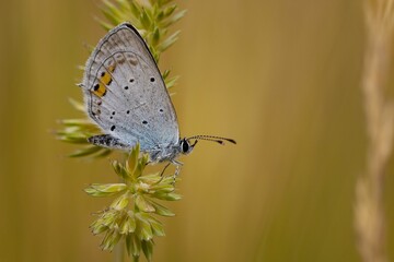 Short-tailed blue butterfly perched on a plant