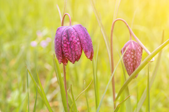 รูปภาพKockavica – เลือกดูภาพถ่ายสต็อก เวกเตอร์ และวิดีโอ2,843 | Adobe Stock