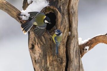Great tits (Parus major) perched on the tree bark with melting snow © Björn Reibert/Wirestock Creators