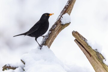 Common blackbird (Turdus merula) perched on the branch with melting snow