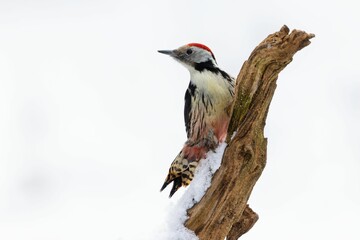 Middle spotted woodpecker perched on snowy tree branch on white background