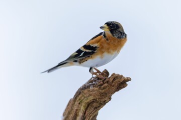 Brambling bird perched on the top of tree branch on white background