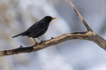 Fototapeta premium Side view of Common blackbird perched on tree branch