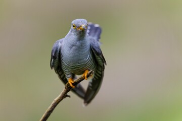 the bird is perched on the small branch of a tree