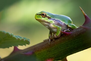 Closeup of frog perching on plant