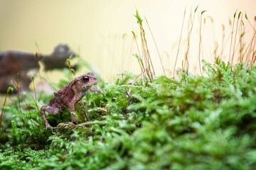 Frog perching on plants