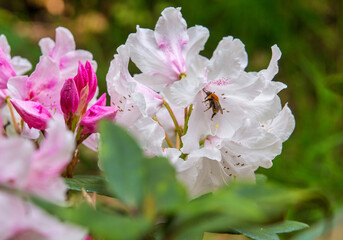 Big bud of white rhododendron (azalea) and   amazing bumblebee in Park Monceau inMid May