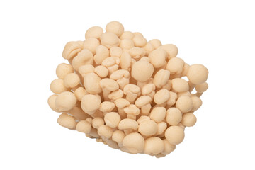 White beech mushrooms isolated on a white background.