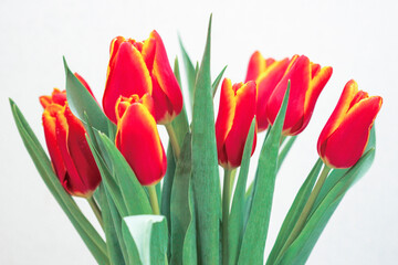 Red tulips