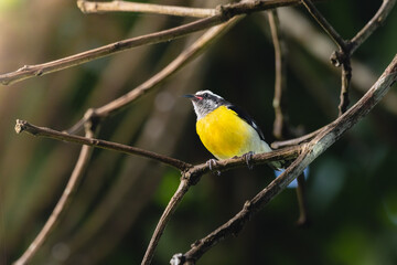 Bananaquit side look sitting on a tree branch in the morning with soft sunlight from puerto rico