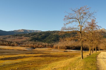 Scenic shot of trees in a field near a lush forest