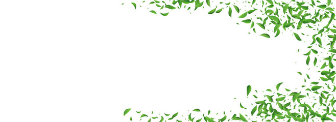 Lime Leaves Fresh Vector Panoramic White