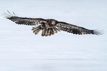Juvenile Bald Eagle