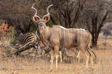 Kudu bull  in the Kruger National Park - obrazy, fototapety, plakaty