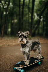 Dog on a Skateboard