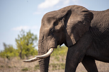 African elephant in the wild in Kruger National Park