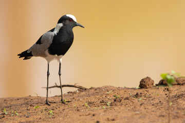 Blacksmith lapwing, bontkiewiet