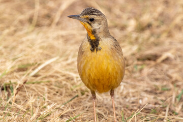 Fototapeta premium Geelkeelkalkoentjie, Yellow-throated longclaw