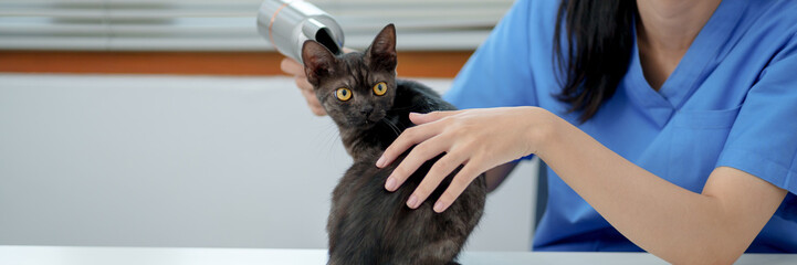 Pet grooming service Cat at the table. Groomer cutting fur of domestic animal. .