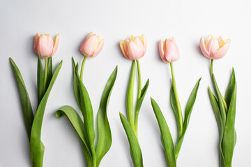 Composition of five pink and white tulips on a white background. Tulips collection, spring delicate flowers. Content for Birthday, Valentines Day, Womens day. Flat lay, top view, close up, copy space