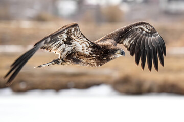 Bald Eagle Flight - Winter