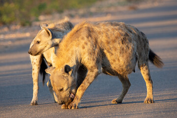 Spotted Hyena, laughing hyena