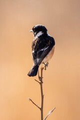Obraz premium African Stonechat, Rietvlei nature reserve