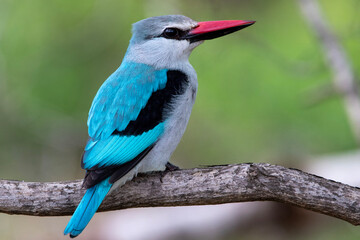 woodland, kingfisher, bosveldvisvanger