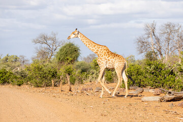 Tall Giraffe in the bush in Kruger National Park
