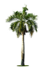 Green beautiful palm tree isolated on white background.
