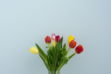 A bouquet of Red, yellow, and purple tulips on a light blue background. Mother's Day, Valentine's Day, March 8th, birthday celebration concept. Copy space for text. Soft focus