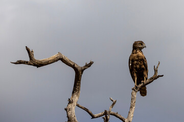 Brown snake eagle sitting on a branch in the Kruger National Park 