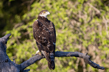 African Hawk Eagle in Kruger National Park (Grootjagarend)
