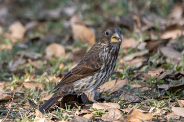 Thick-billed weaver (Dikbekwewer)