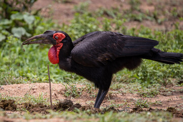 ground hornbill © Boshoff