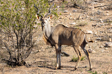 Kudu in the savannah