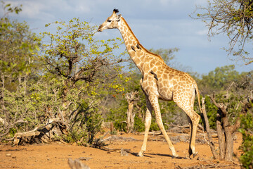 Giraffe in bush