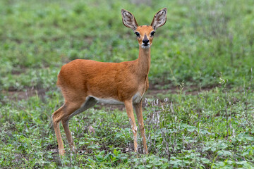 Impala Iamb in Kruger National Park 