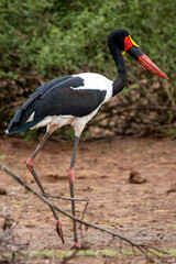 saddle billed stork saalbekooievaar