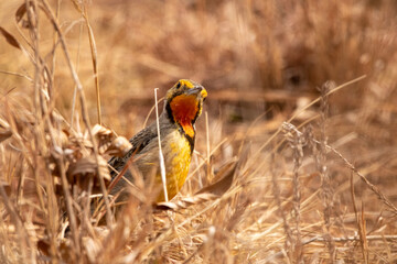 Oranjekeelkalkoentjie, Cape longclaw, 