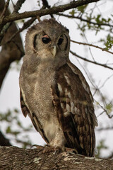 Reuse ooruil, giant eagle owl