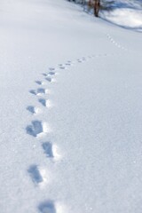 Vertical view of animals' footprints on the surface of deep snow in the winter
