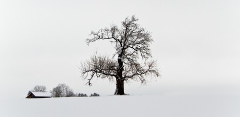 Black and white view of a lonely snow covered oak tree on a winter day