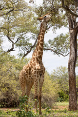 Tall Giraffe in the bush in Kruger National Park
