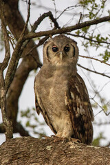 Reuse ooruil, giant eagle owl