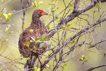 Swainson’s Spurfowl, Bosveldfisant