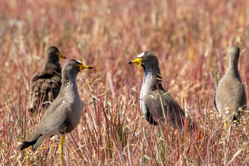 African lapwing